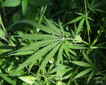 Fond ecran cannabis 7