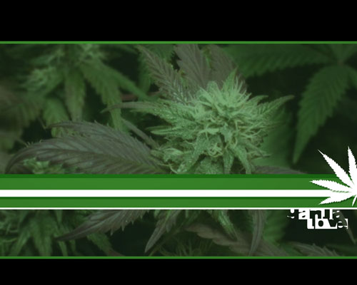 telecharger fond d'ecran cannabis 9