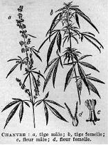 histoire du cannabis